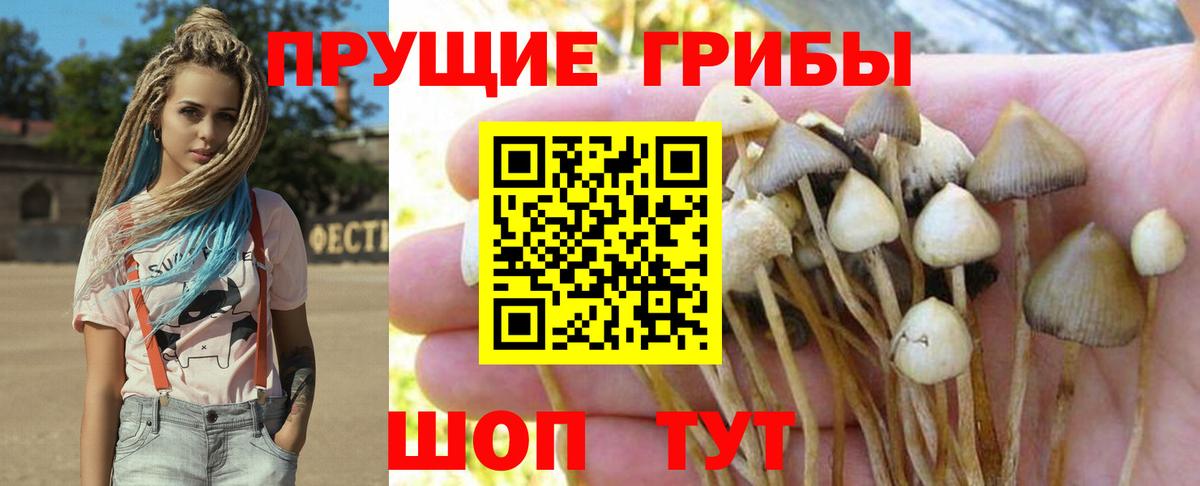 Псилоцибиновые грибы Psilocybine cubensis Урус-Мартан