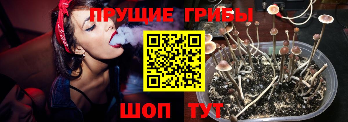 Урус-Мартан  Псилоцибиновые грибы Magic Shrooms  Вход с VPN  Псилоцибиновые грибы Magic Shrooms 